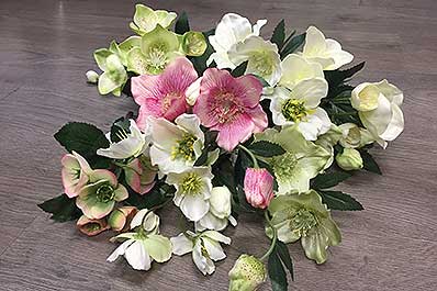 Helleborus