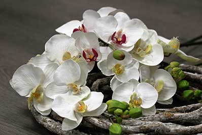 Orquídeas