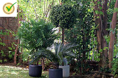 Plantas exterior